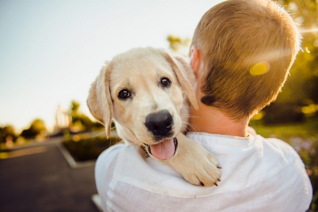 adorable, animal, dog