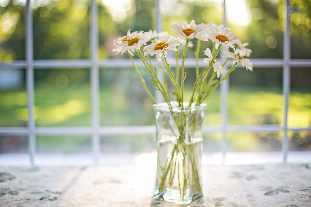 daisies, vase, window